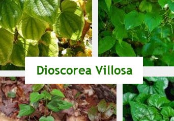 Dioscorea Villosa health benefits