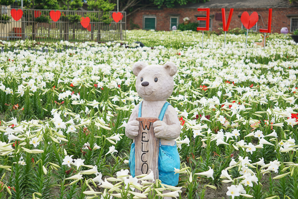 雲林四湖長春園藝孤挺花園鐵砲百合花海和孤挺花爭奇鬥艷美不勝收