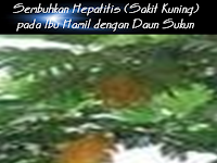 Sembuhkan Hepatitis (Sakit Kuning) pada Ibu Hamil dengan Daun Sukun