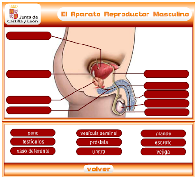 http://www.educa.jcyl.es/educacyl/cm/gallery/Recursos%20Infinity/juegos_jcyl/cuerpo_rep/ap_reproductor_masc_plus.html