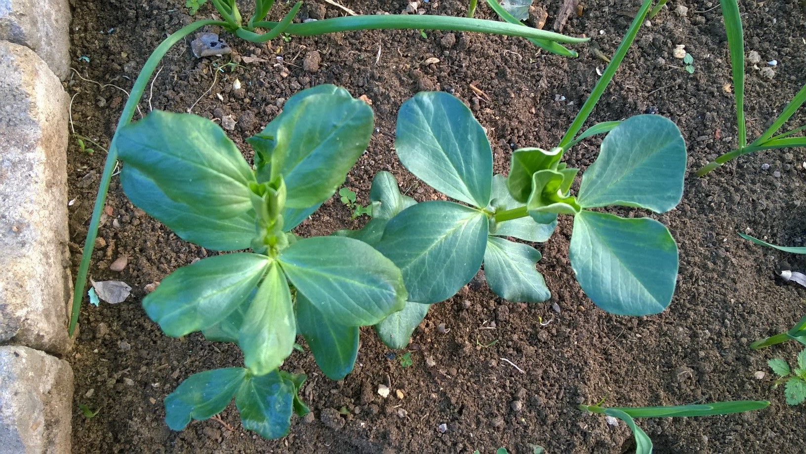 broad bean seeds will germinate within two to three weeks .