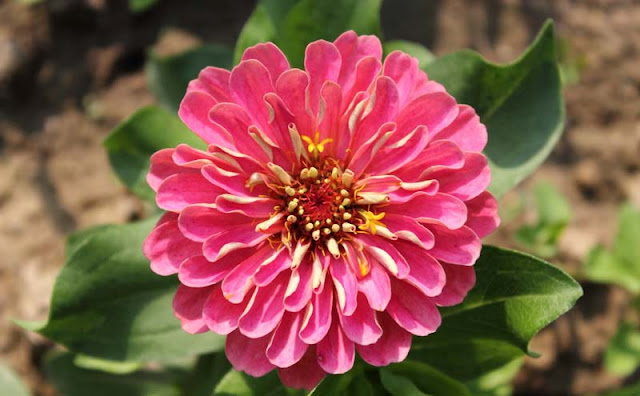 Zinnia Flowers