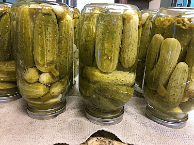 canning dill pickles