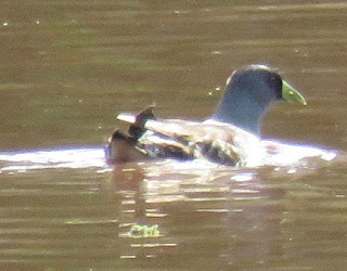 Spot-flanked Gallinule