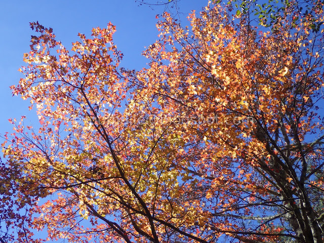 Wuling Farm maple autumn foliage