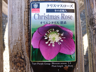 クリスマス ローズ オリエンタリス 191731