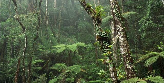Montane Rainforest