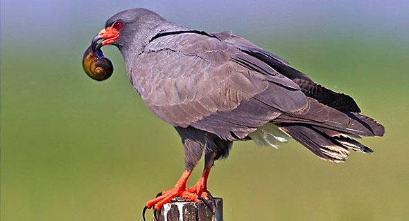 Burung makan siput