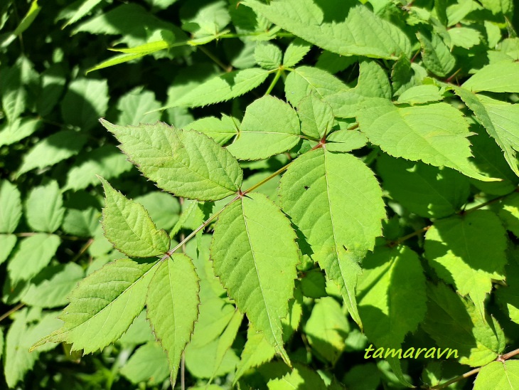 Аралия высокая / Аралия маньчжурская (Aralia elata, =Aralia mandshurica)