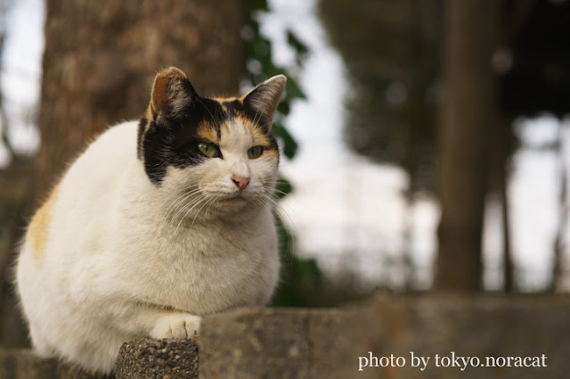 野良猫写真