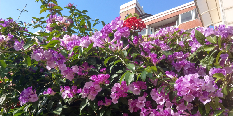 十月開什麼花 19 年10 月igarden 頂樓花園實錄 園藝部落格 Igarden 花寶愛花園園藝文摘plus 十月開什麼花 19 年10 月igarden 頂樓花園實錄 園藝部落格 Igarden 花寶愛花園園藝文摘plus