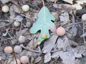 succulent oak gall