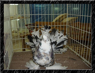 American Fantail pigeon for sale USA