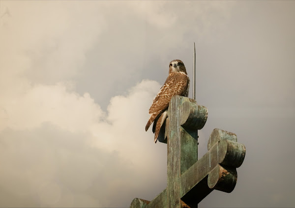 Tompkins Square red-tailed hawk fledgling