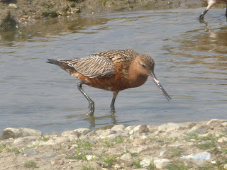 Summer plumage Bar-tailed Godwit