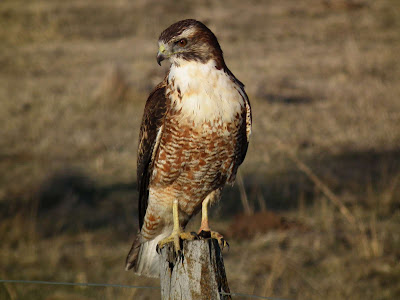 Aguilucho común Buteo polyosoma