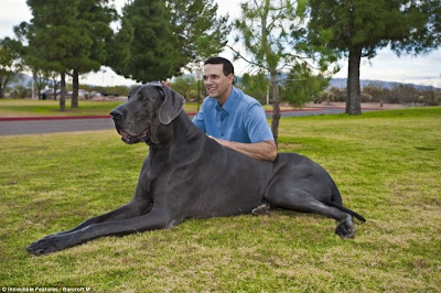 7ft long Blue Great Dane, the word's biggest dog Seen On www.coolpicturegallery.net
