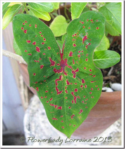 04-27-caladium2