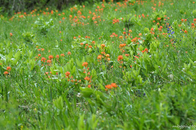 field of Indian Paintbrush wildflowers photo by mbgphoto