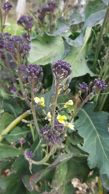 Purple Sprouting Brocolli