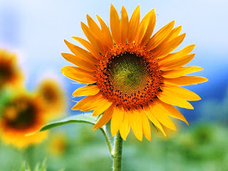 Gambar Bunga Matahari Paling Indah 200012_Sunflower