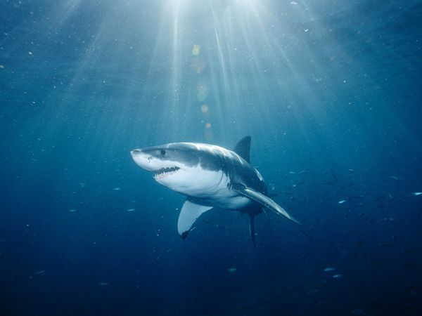 great white shark 559 600x450 جزيرة الفقمة: حيث القرش الابيض الكبير يصطاد الفقمة داخل حلقة الموت