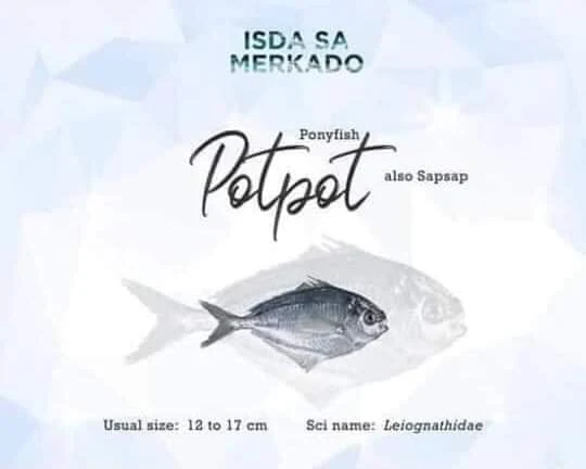 Isda Potpot o Sapsap (Ponyfish) sap-sap