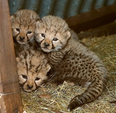 Tigers cheetah cubs Photo