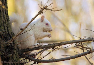 Tupai Albino Putih Yang Comel