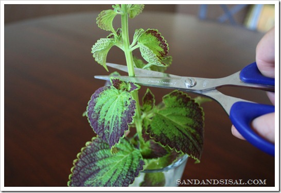 cut plant top