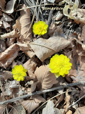 Adonis amurensis