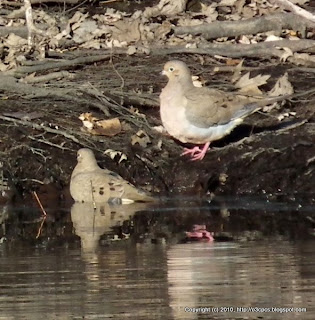 Mourning Doves, 11/29/10 Great Meadows - Concord