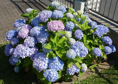 Hydrangea plant dangerous pet, insurance pet free UK, NHS insurance free dogs,https://www.almanac.com/sites/default/files/users/Almanac%20Staff/hydrangea-mophead_full_width.jpg