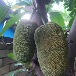 Tanaman Buah Bibit Cempedak Durian Unggul