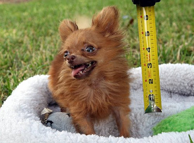 smallest dog O menor cachorro do mundo