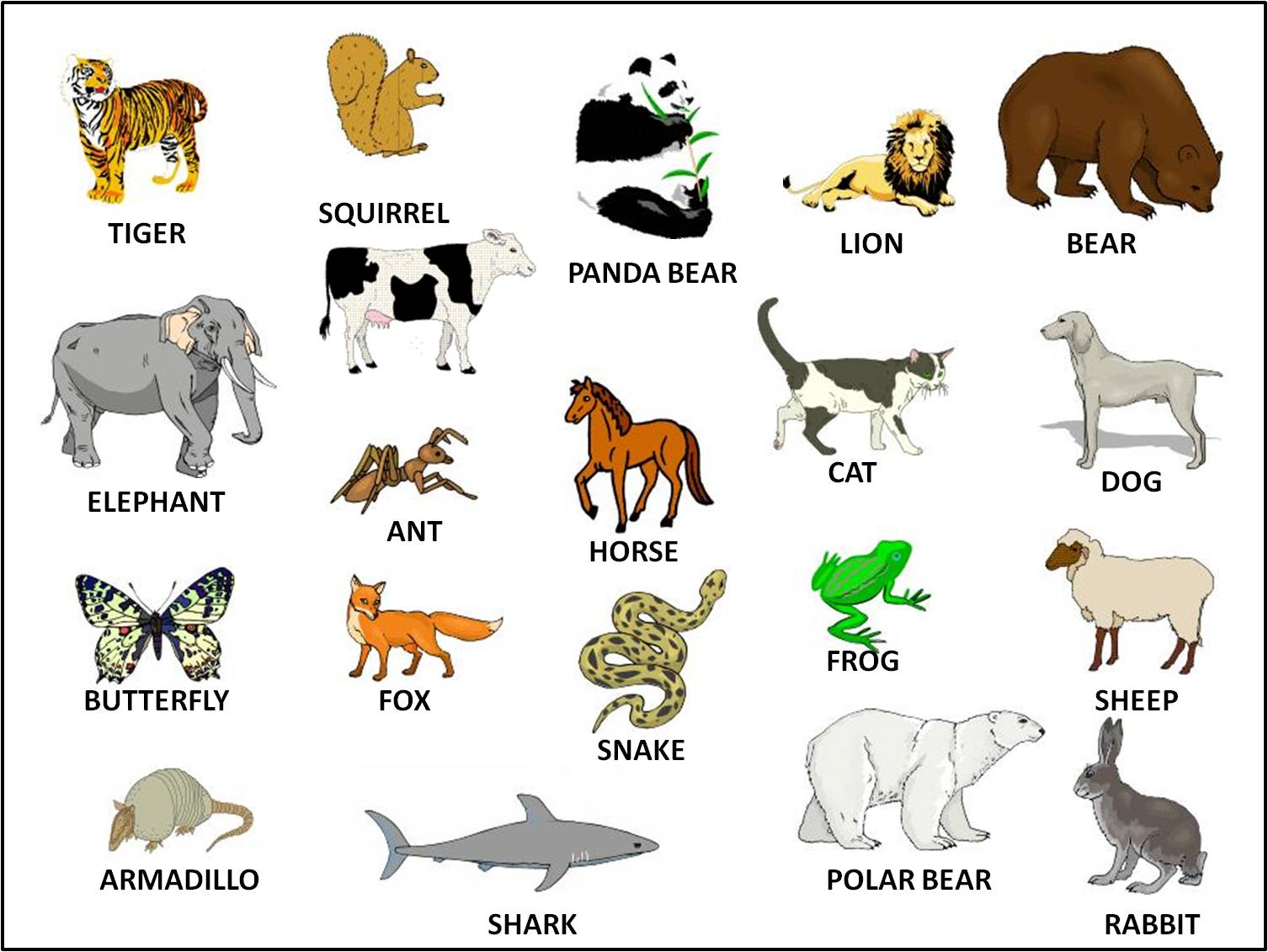Mammals wild  animal  best blog Wild animals list  with 