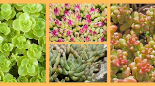 Sedum-Stonecrop