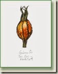 gardenia pod2