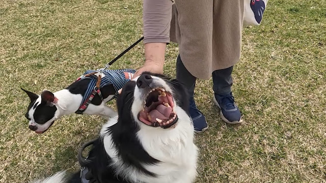 保護犬 ボーダーコリー トーマ