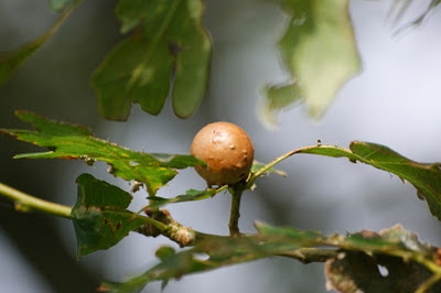 Galappelwesp - - Cynips quercusfolii