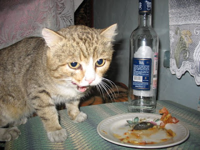 drunk cat pictures