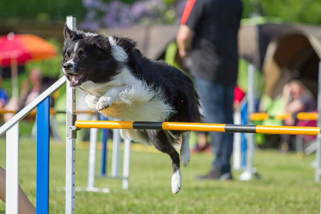 Que fait un éducateur canin?