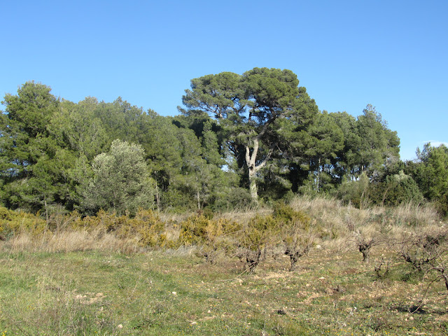 COLL DELS CARRERS - PUIG DE VILAFRANCA, bosc de pi mediterrani a les terres de la Costa a La Bisbal del Penedès