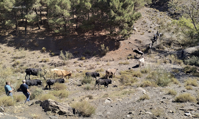 Jerez del Marquesado, Rutanillo Alrutan, encierro, toros, ganaderia, Francisco Porcel