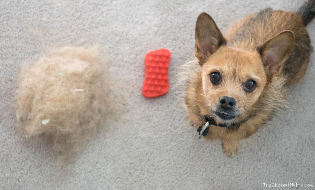 Jada next to a pile of hair after cleaning the carpet with Furbliss