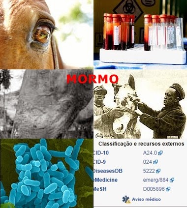 Mormo (Burkholderia mallei) : a bactéria considerada como potencial agente de bioterrorismo 