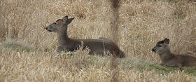 Greater Vancouver Zoo - Bambi