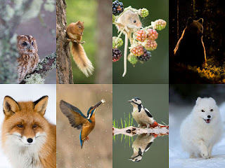 Greeting cards from the natural world. Greeting cards of mammals and birds.