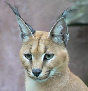 caracal cat animal rare pets picture wallpaper