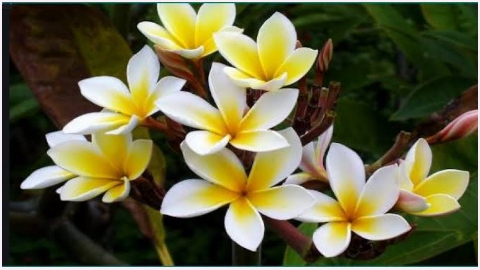 Ketki-flower-image
